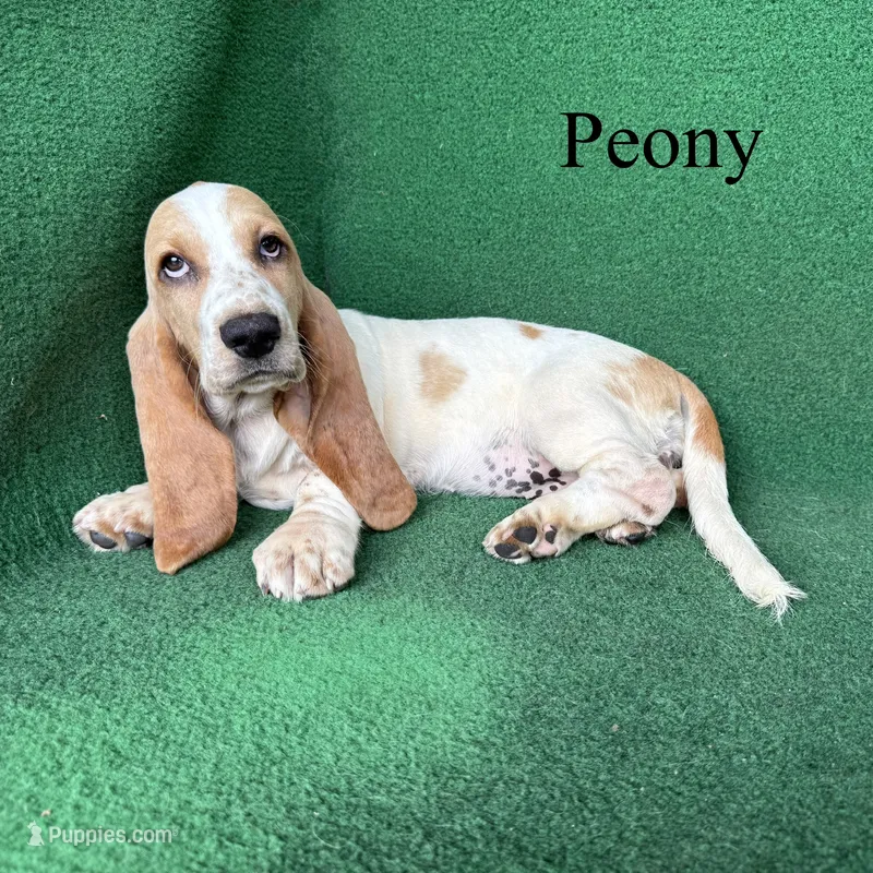 Peony – Basset Hound puppy for sale in Nicholls, GA