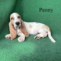 Peony, a female Basset Hound for sale in Nicholls, GA – 1 of 10