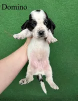 Domino, a male Basset Hound for sale in Nicholls, GA – Photo 2 of 8