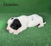 Domino, a male Basset Hound for sale in Nicholls, GA – Photo 6 of 8