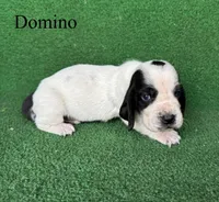 Domino, a male Basset Hound for sale in Nicholls, GA – Photo 3 of 8