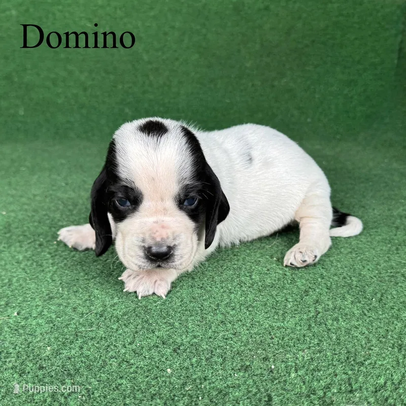Domino, a male Basset Hound for sale in Nicholls, GA – Photo 1 of 8