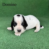 Domino, a male Basset Hound for sale in Nicholls, GA – Photo 1 of 8