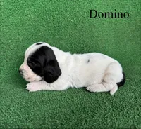 Domino, a male Basset Hound for sale in Nicholls, GA – Photo 7 of 8