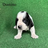 Domino, a male Basset Hound for sale in Nicholls, GA – Photo 4 of 8