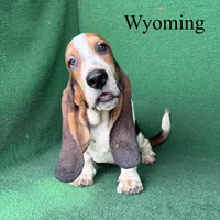 Wyoming, a male Basset Hound for sale in Nicholls, GA – 3 of 10