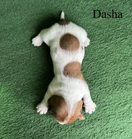 Dasha, a female Basset Hound for sale in Nicholls, GA – Photo 4 of 5