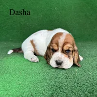 Dasha, a female Basset Hound for sale in Nicholls, GA – Photo 3 of 5