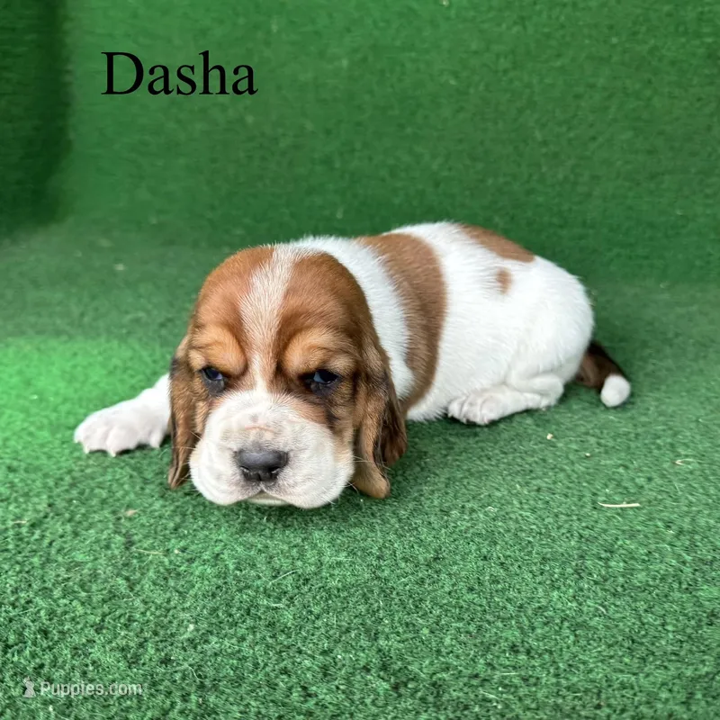 Dasha, a female Basset Hound for sale in Nicholls, GA – Photo 1 of 5