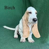 Birch, a male Basset Hound for sale in Nicholls, GA – 4 of 9
