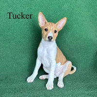 Tucker, a male Basenji for sale in Nicholls, GA – 4 of 9