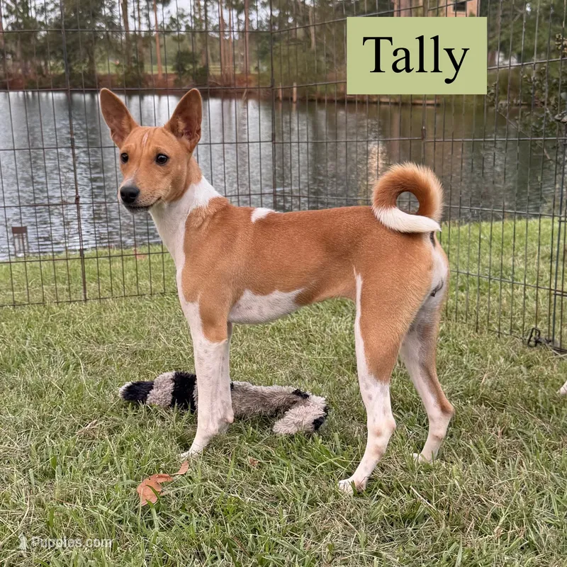 Tally – Basenji puppy for sale in Nicholls, GA