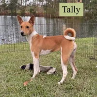 Tally, a female Basenji for sale in Nicholls, GA – 1 of 1