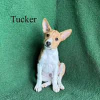Tucker, a male Basenji for sale in Nicholls, GA – 6 of 9