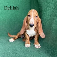 Delilah, a female Basset Hound for sale in Nicholls, GA – 2 of 10