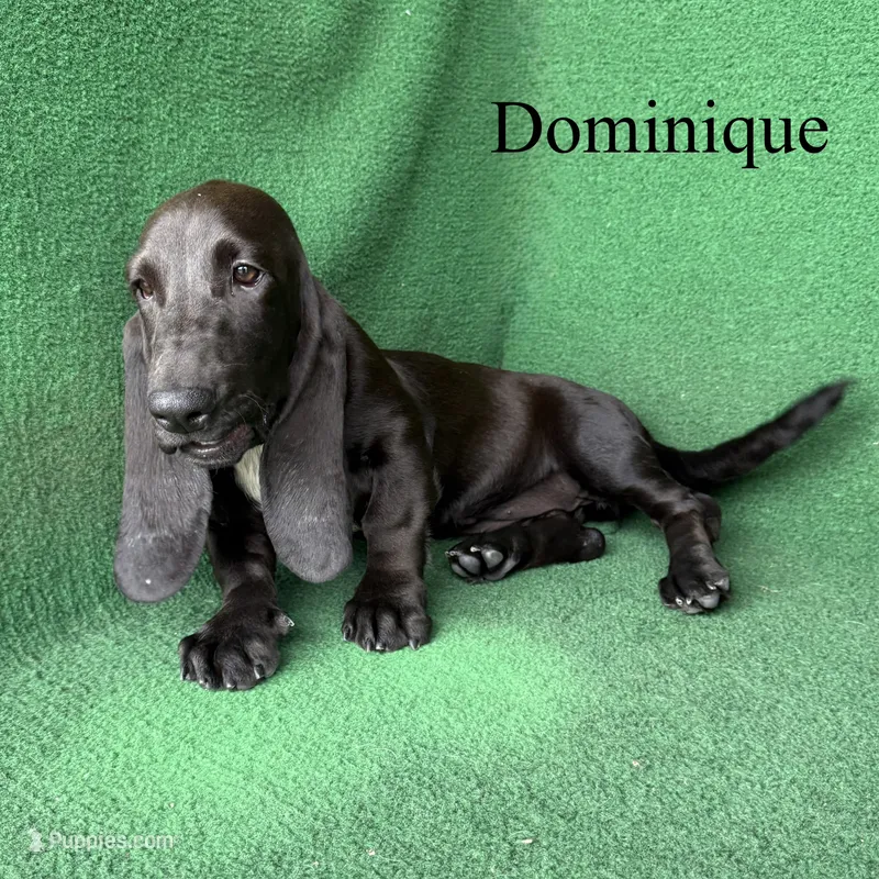 Dominique – Basset Hound puppy for sale in Nicholls, GA