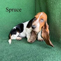 Spruce, a male Basset Hound for sale in Nicholls, GA – 3 of 7