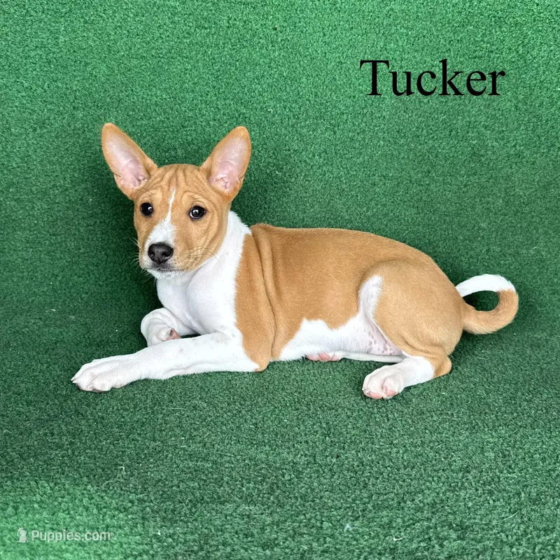 Tucker