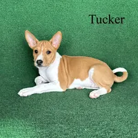 Tucker, a male Basenji for sale in Nicholls, GA – 1 of 1