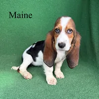 Maine - Long Hair, a female Basset Hound for sale in Nicholls, GA – 1 of 5