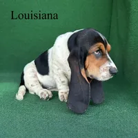 Louisiana, a female Basset Hound for sale in Nicholls, GA – 3 of 7