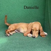 Danielle, a female Basset Hound for sale in Nicholls, GA – 5 of 9