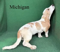 Michigan, a male Basset Hound for sale in Nicholls, GA – 9 of 10