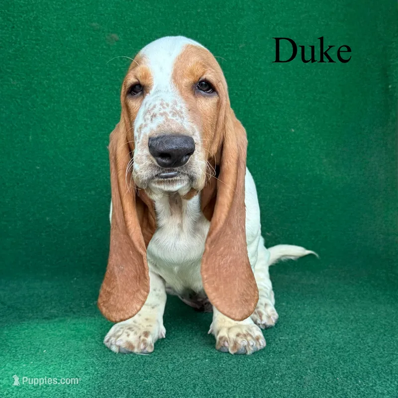 Duke – Basset Hound puppy for sale in Nicholls, GA