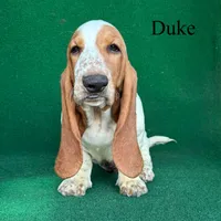 Duke, a female Basset Hound for sale in Nicholls, GA – 1 of 4
