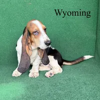Wyoming, a male Basset Hound for sale in Nicholls, GA – 6 of 10