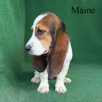 Maine - Long Hair, a female Basset Hound for sale in Nicholls, GA – 5 of 5