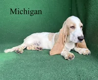 Michigan, a male Basset Hound for sale in Nicholls, GA – 5 of 10
