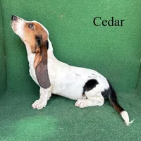 Cedar, a male Basset Hound for sale in Nicholls, GA – 8 of 10