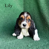 Lily - Long Hair, a female Basset Hound for sale in Nicholls, GA – Photo 5 of 9