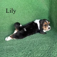 Lily - Long Hair, a female Basset Hound for sale in Nicholls, GA – Photo 9 of 9