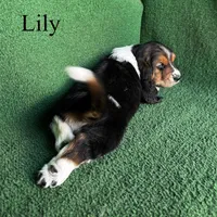 Lily - Long Hair, a female Basset Hound for sale in Nicholls, GA – Photo 4 of 9