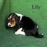 Lily - Long Hair, a female Basset Hound for sale in Nicholls, GA – Photo 8 of 9