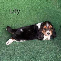 Lily - Long Hair, a female Basset Hound for sale in Nicholls, GA – Photo 7 of 9