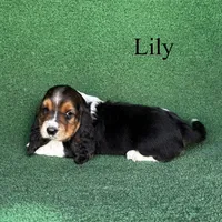 Lily - Long Hair, a female Basset Hound for sale in Nicholls, GA – Photo 6 of 9