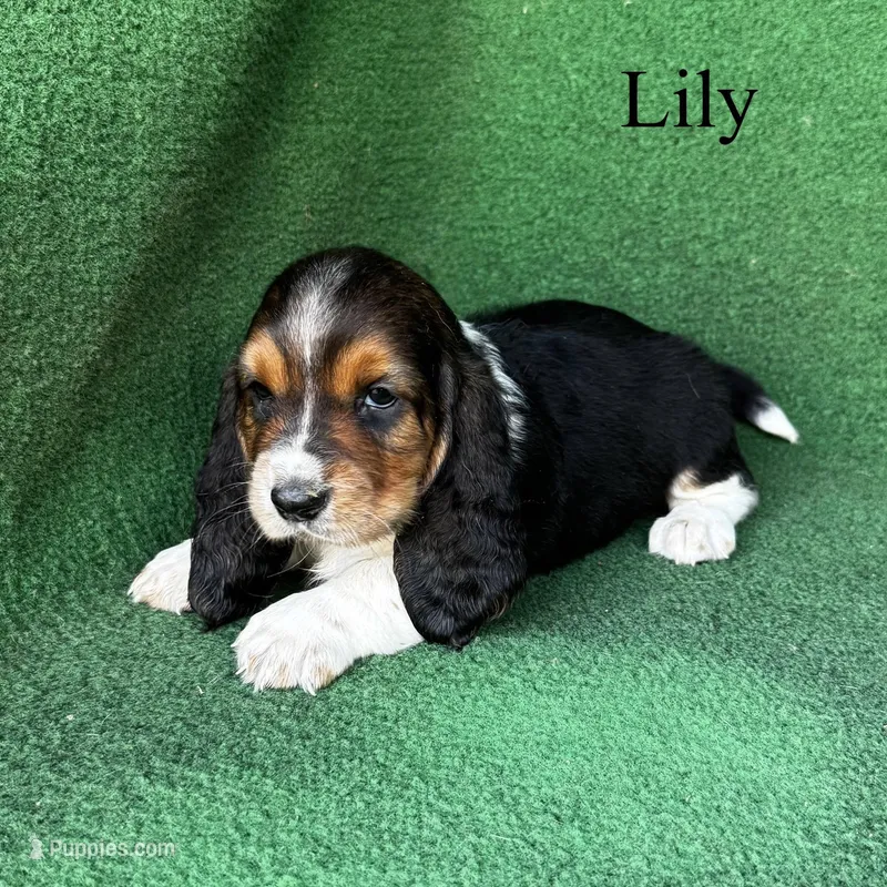 Lily - Long Hair – Basset Hound puppy for sale in Nicholls, GA