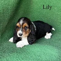 Lily - Long Hair, a female Basset Hound for sale in Nicholls, GA – Photo 3 of 9