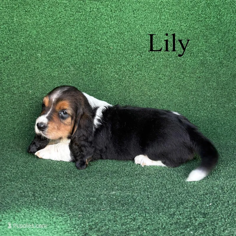 Lily - Long Hair – Basset Hound puppy on hold in Nicholls, GA