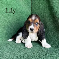 Lily - Long Hair, a female Basset Hound for sale in Nicholls, GA – Photo 2 of 9