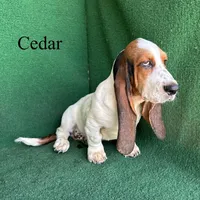 Cedar, a male Basset Hound for sale in Nicholls, GA – 4 of 10