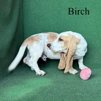Birch, a male Basset Hound for sale in Nicholls, GA – 7 of 9