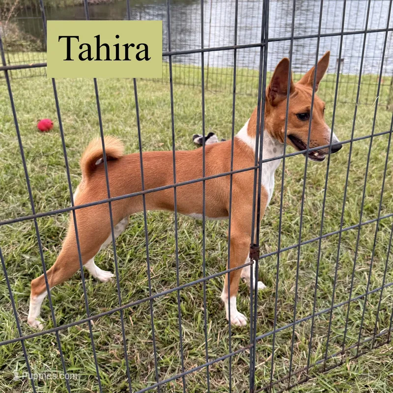 Tahira – Basenji puppy for sale in Nicholls, GA