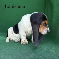 Louisiana, a female Basset Hound for sale in Nicholls, GA – 6 of 7