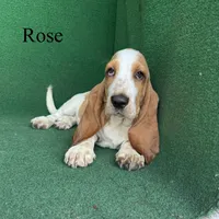 Rose, a female Basset Hound for sale in Nicholls, GA – 5 of 10