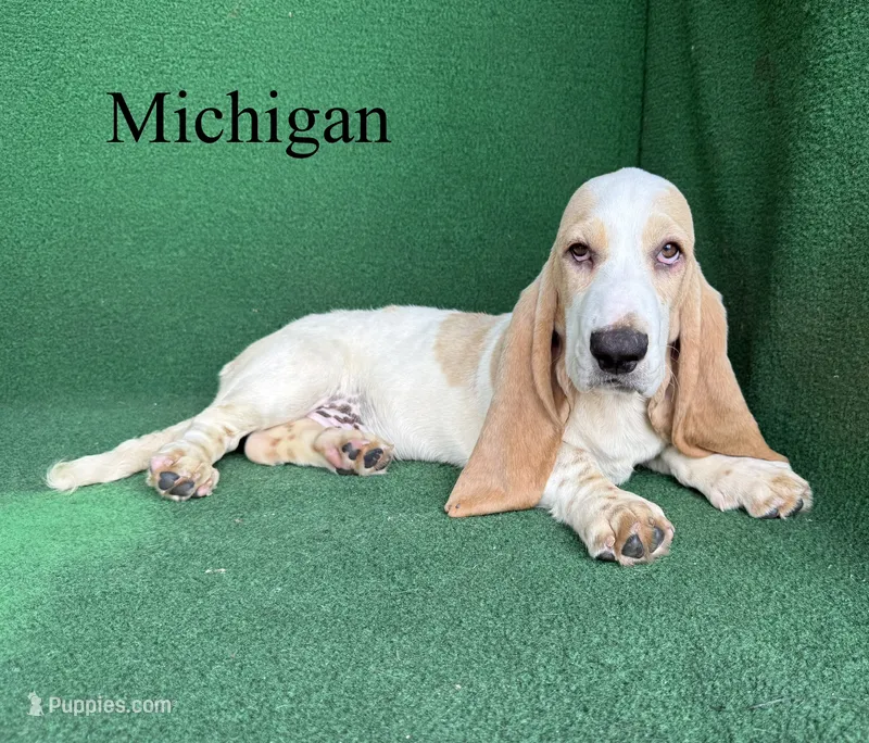 Michigan – Basset Hound puppy for sale in Nicholls, GA