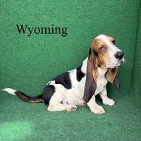Wyoming, a male Basset Hound for sale in Nicholls, GA – 5 of 10